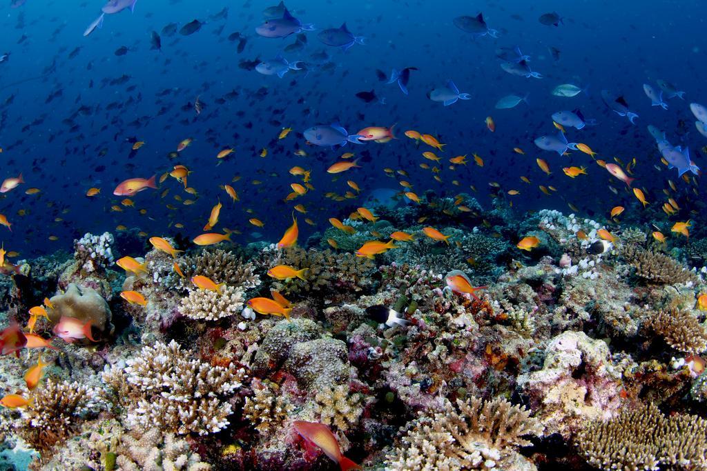 Rasdhoo Dive Lodge Kültér fotó
