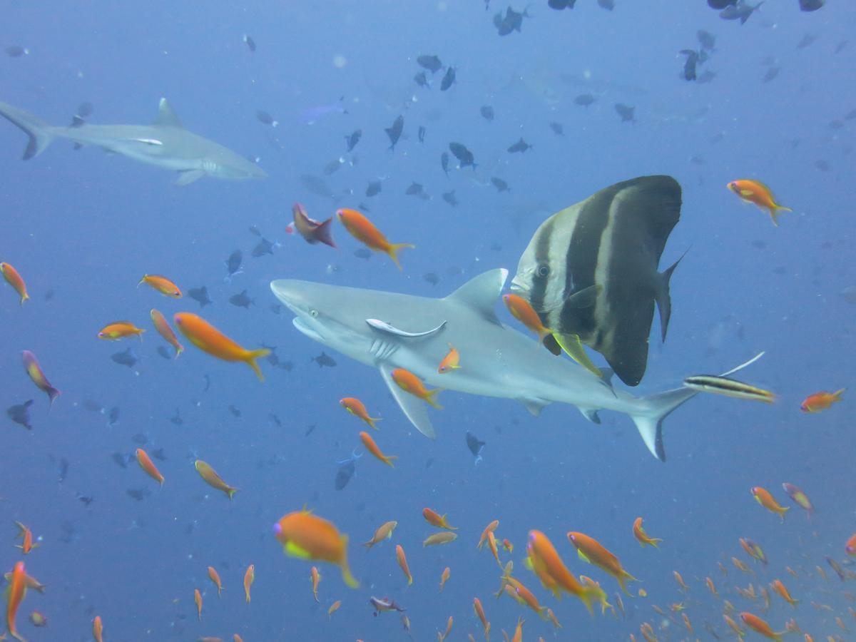 Rasdhoo Dive Lodge Kültér fotó