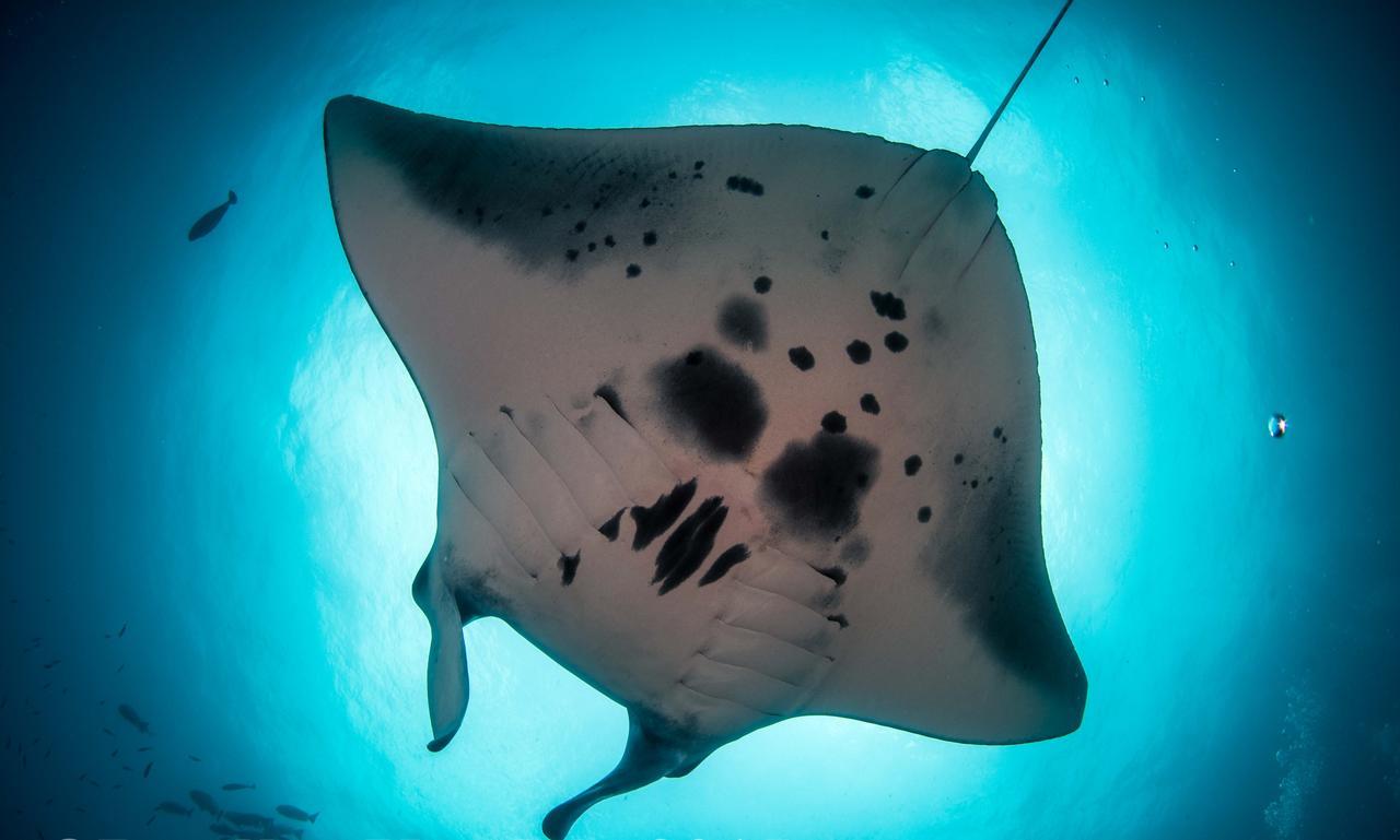 Rasdhoo Dive Lodge Kültér fotó