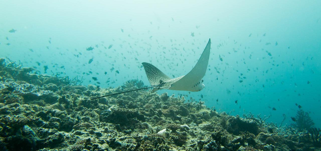 Rasdhoo Dive Lodge Kültér fotó