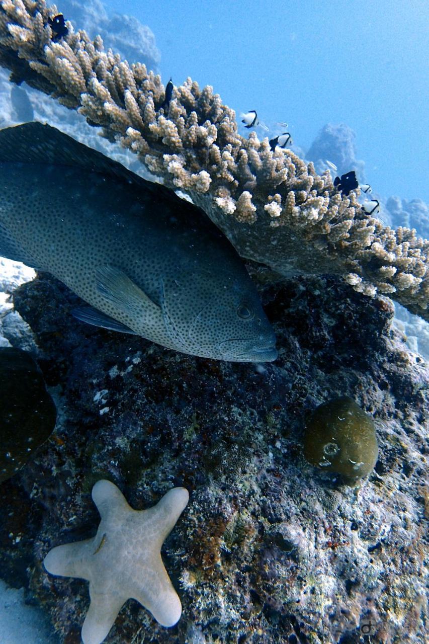 Rasdhoo Dive Lodge Kültér fotó