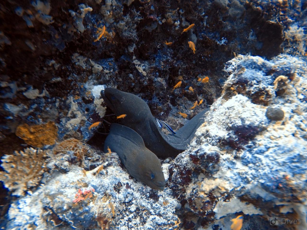 Rasdhoo Dive Lodge Kültér fotó